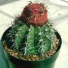 Melocactus_macrodiscus